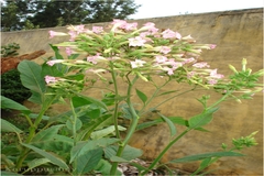 Nicotiana tabacum